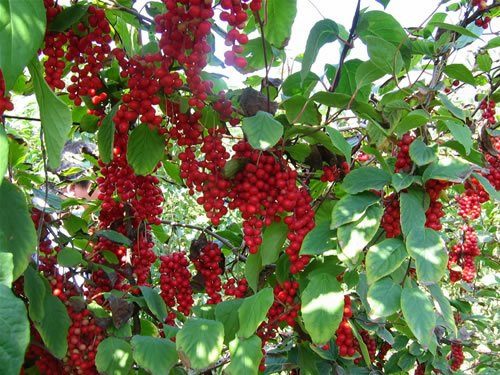 Schisandra jardin foret