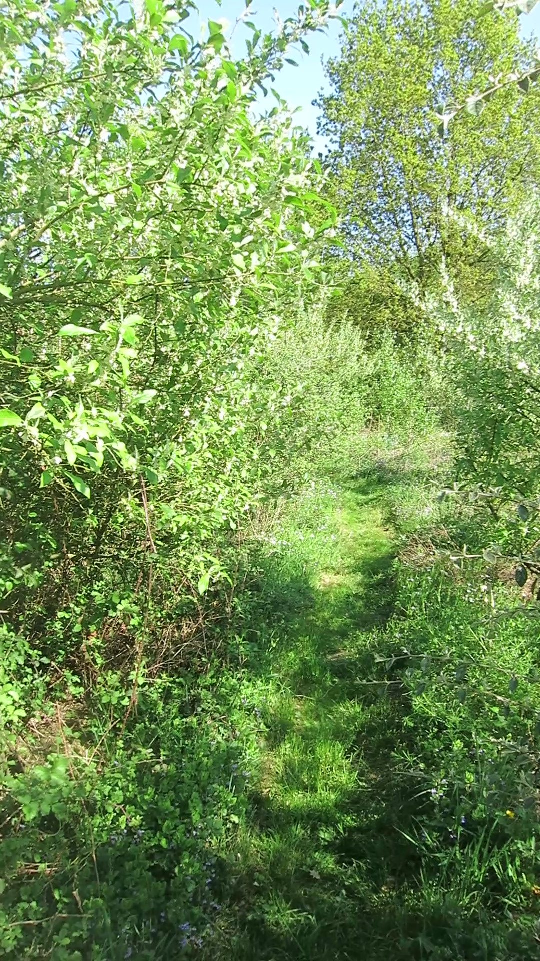 jardin foret formations