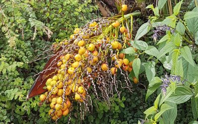 Butia capitata : un palmier dattier dans votre jardin-forêt