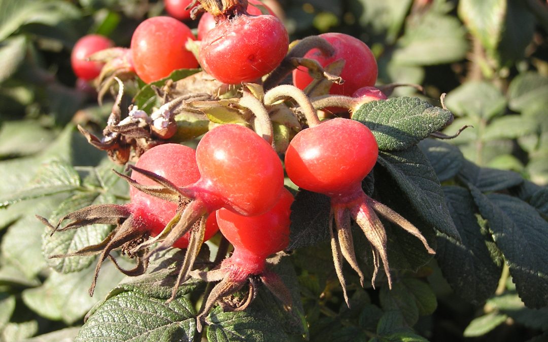 Ou Se Trouve Le Parc Rosa Rugosa