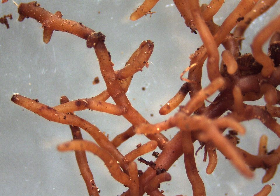 champignons mycorrhizien jardin foret
