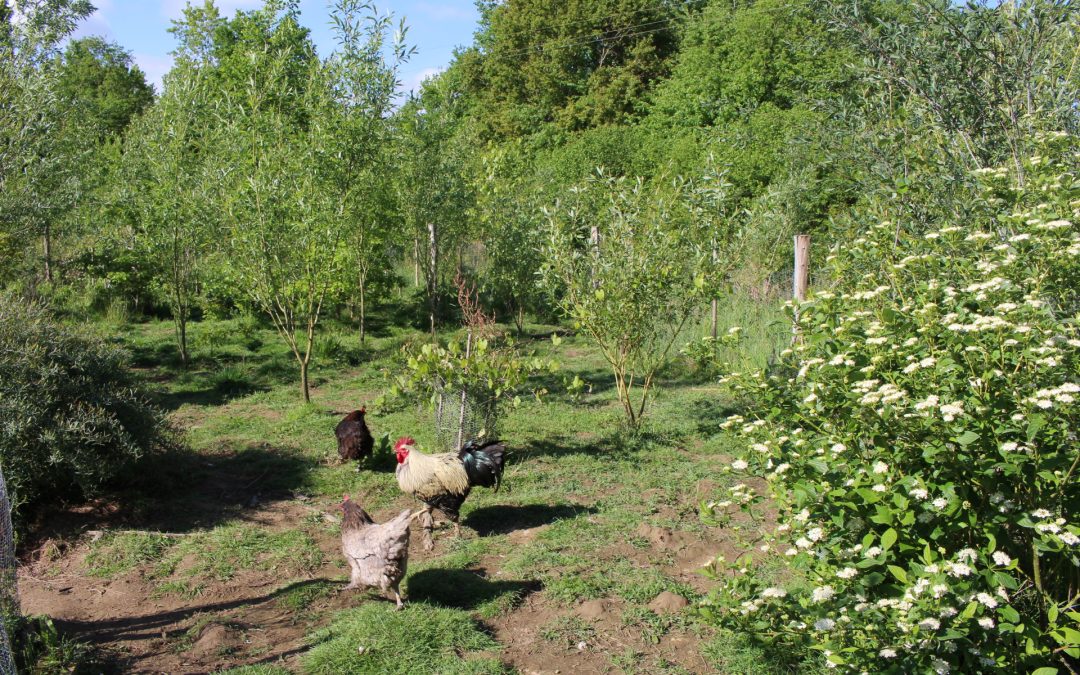 jardin foret poules
