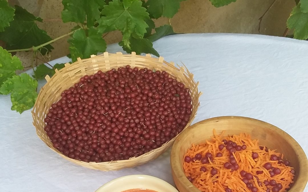 jardin foret sauce eléagnette