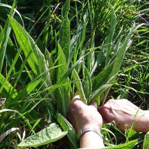 cueillette plantes sauvages