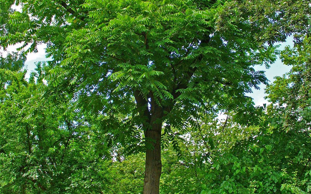 Juglans cinerea